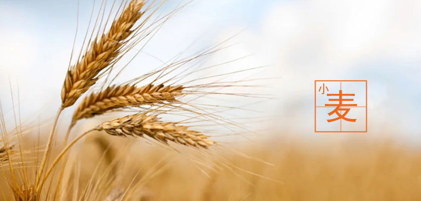 D6智能石墨消解儀處理小麥、玉米、糙米消解方案