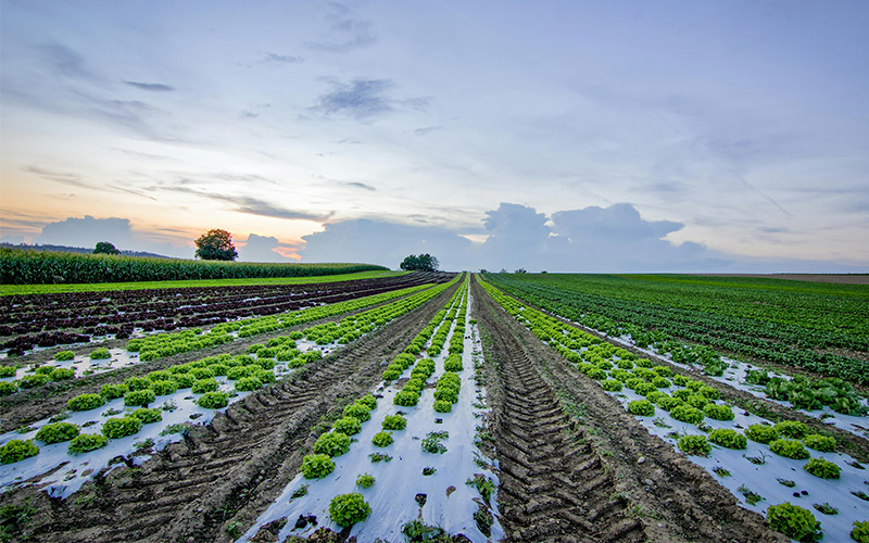 格丹納D4石墨消解儀土壤樣品四酸法消解方案 格丹納D4石墨消解儀土壤樣品四酸法消解方案